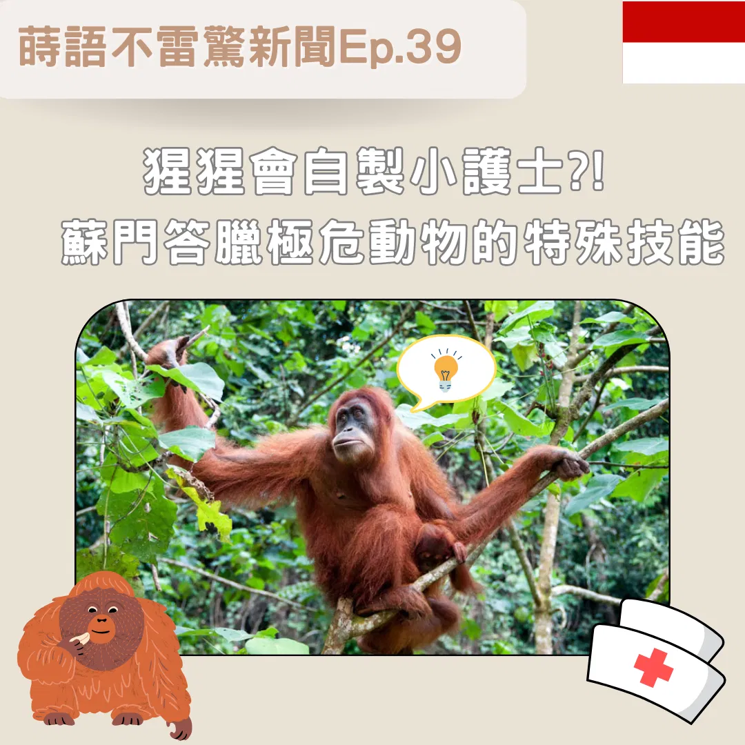 【Ep39】猩猩會自製小護士?! 蘇門答臘極危動物的特殊技能
