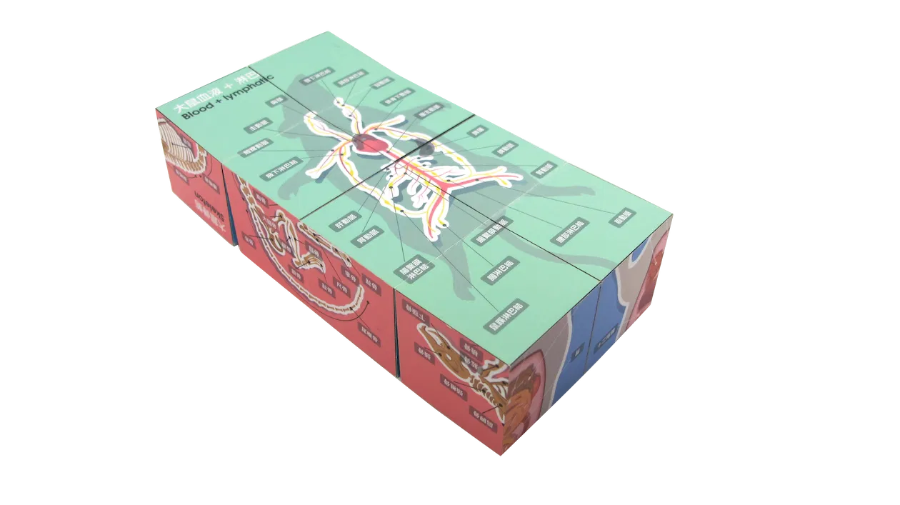 [學習工具] 大鼠解剖方塊 (自取)