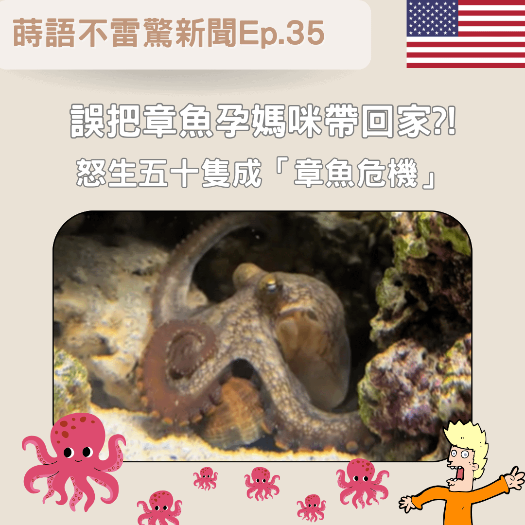 【Ep35】誤把章魚孕媽咪帶回家 怒生五十隻成「章魚危機」
