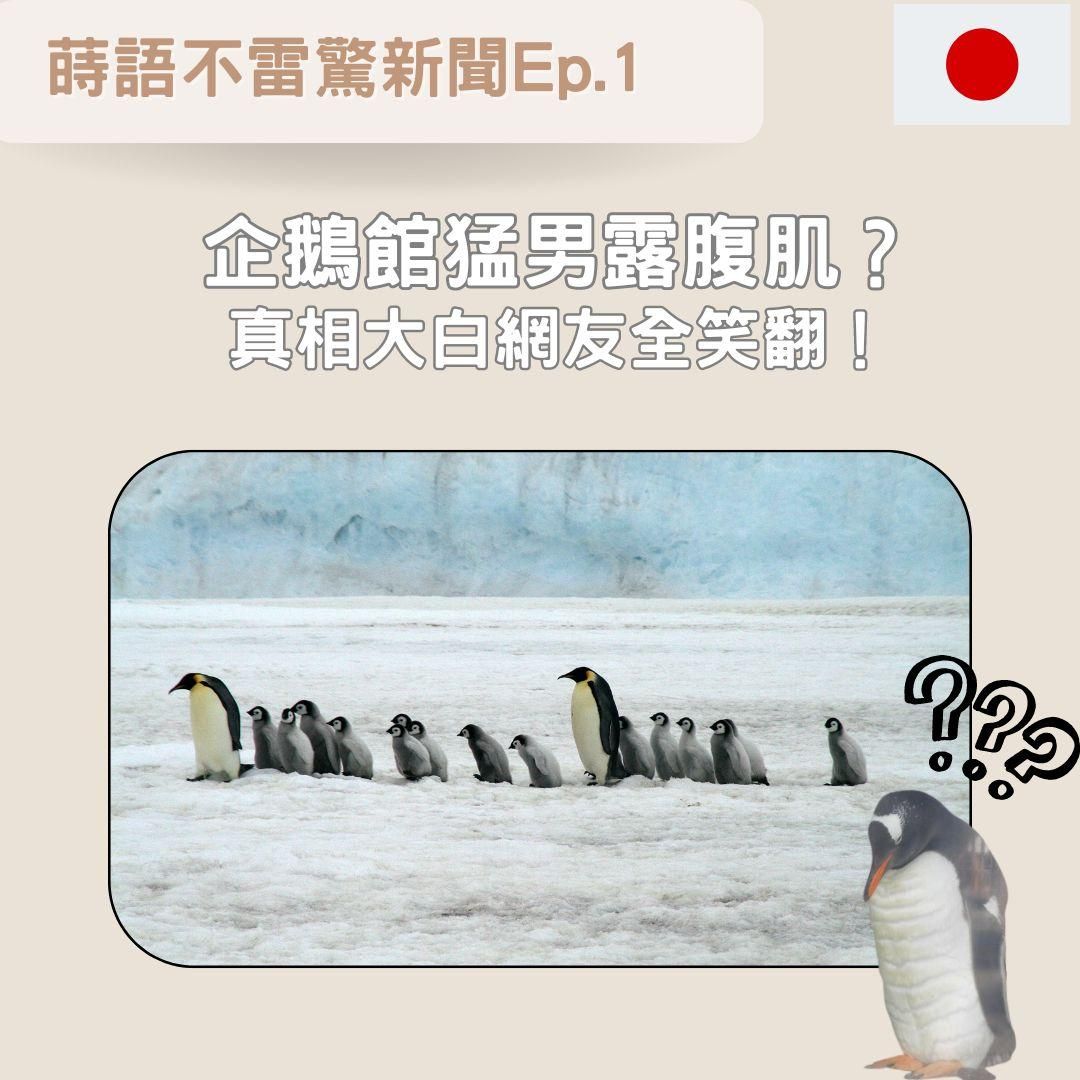 【Ep1】小樽水族館企鵝館猛男露腹肌?   真相大白網友全笑翻!