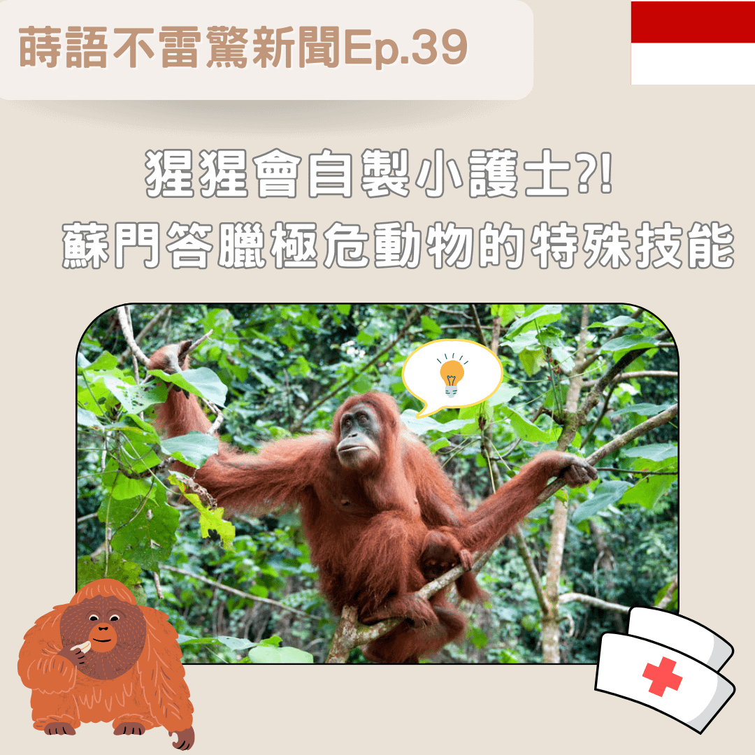 【Ep39】猩猩會自製小護士?! 蘇門答臘極危動物的特殊技能