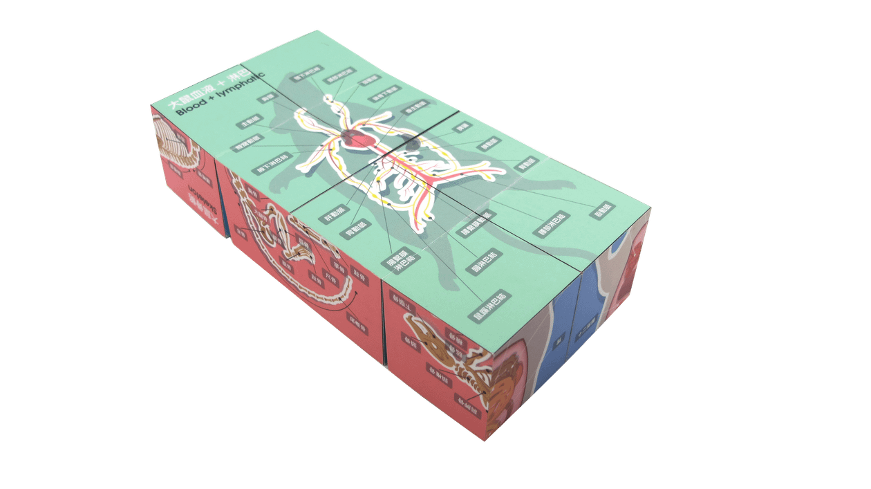 [學習工具] 大鼠解剖方塊 (含運費)