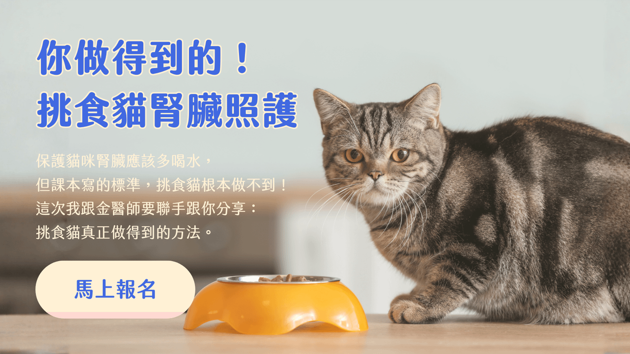 《你做得到的！挑食貓腎臟照護》吉兒Ｘ金醫師 貼心指南