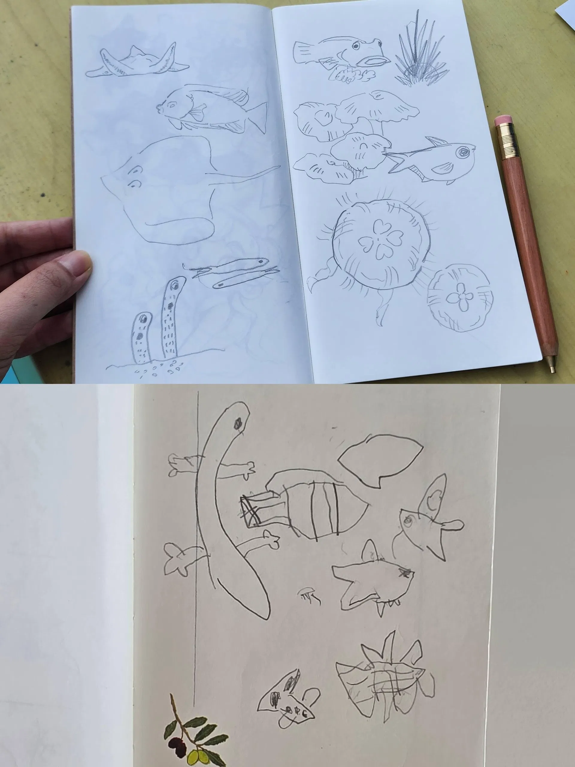 在海科館畫的海洋生物速寫