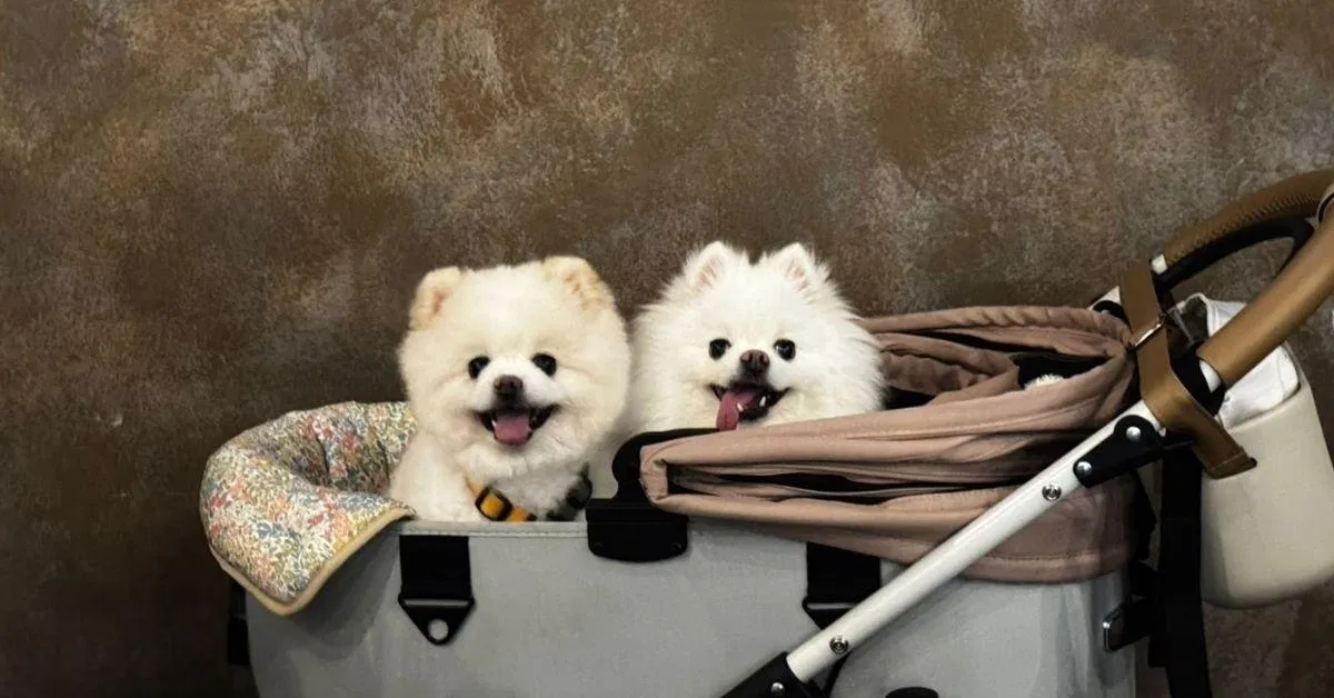 心臟病狗可以洗澡逛百貨嗎.jpg