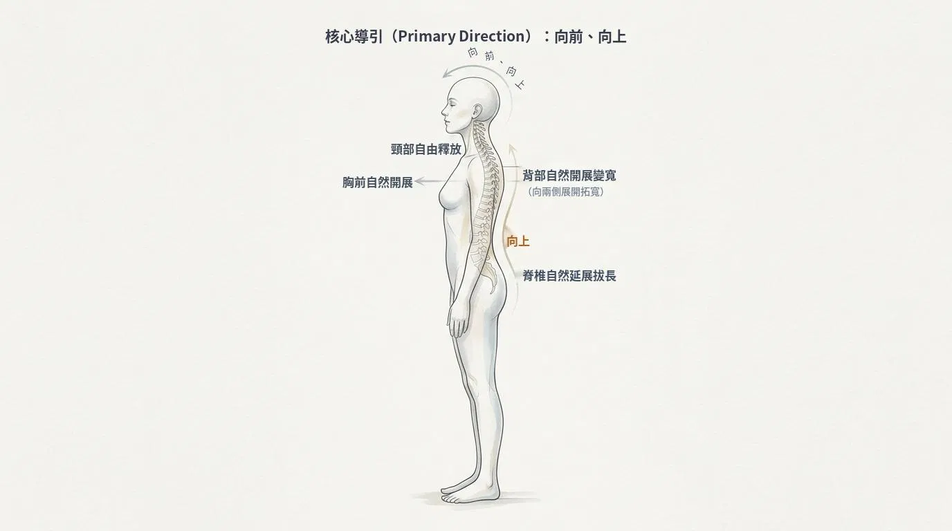 亞歷山大技巧核心導引 Direction