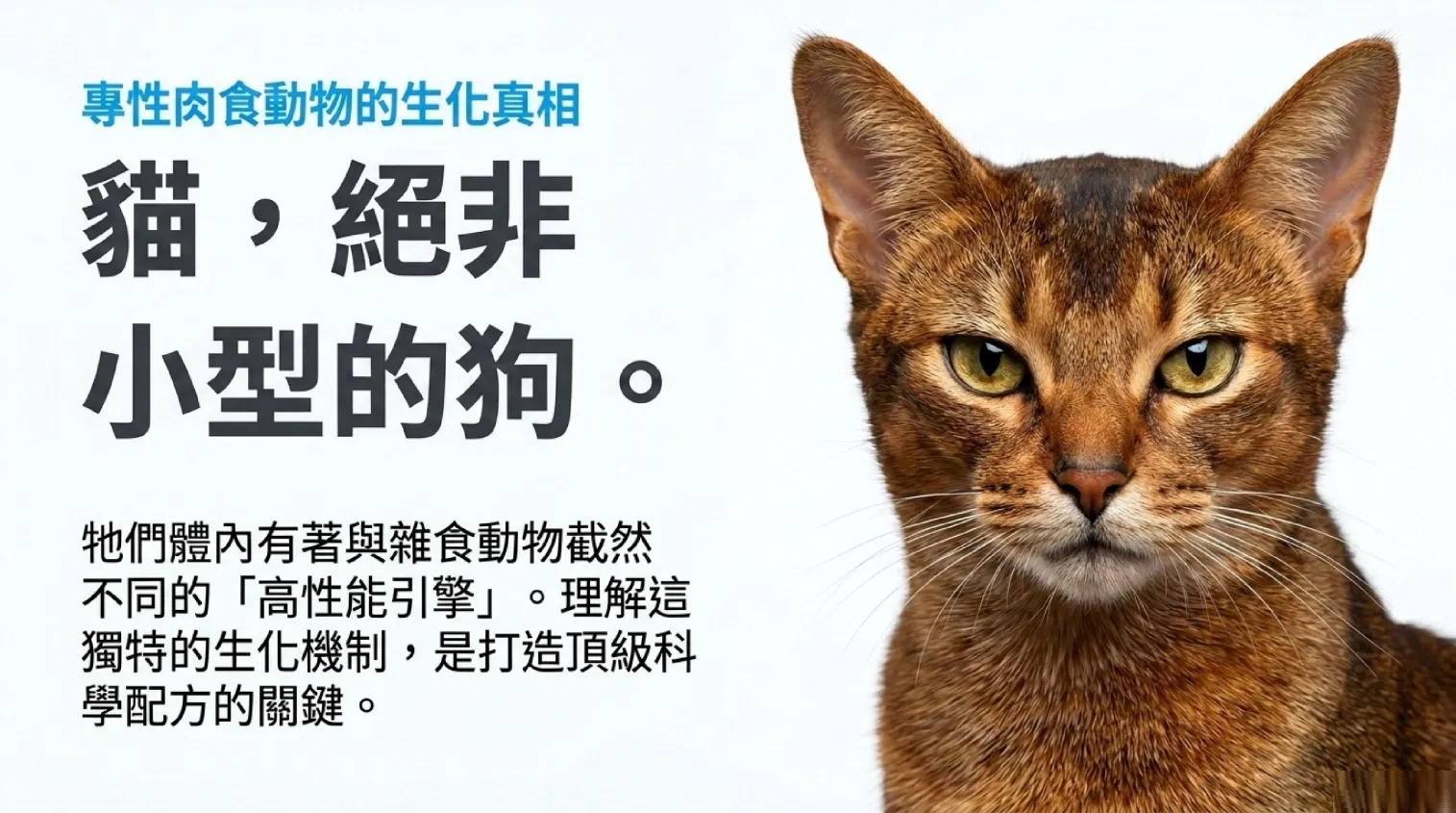 feline-gng.png