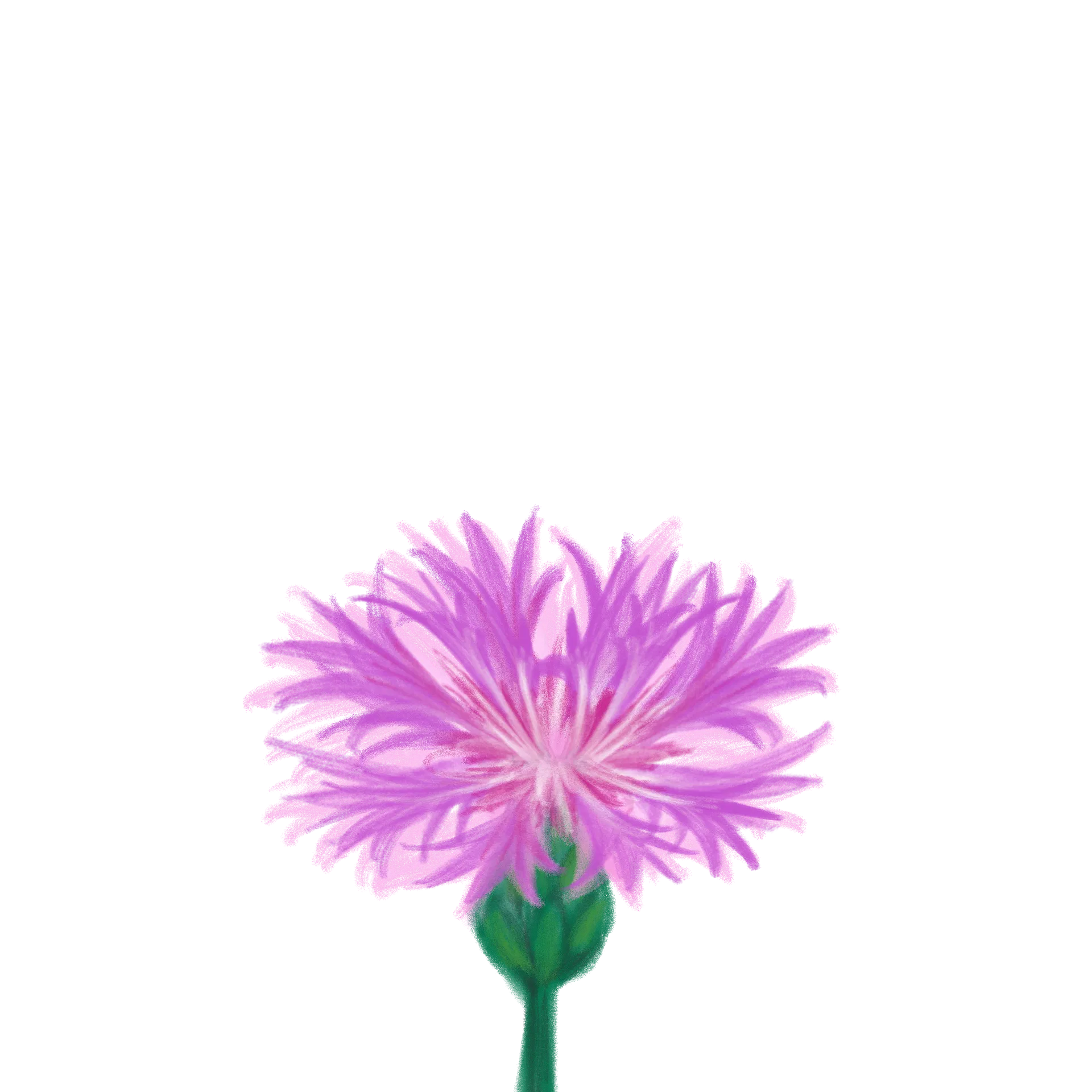 1015香矢車菊_單品.png