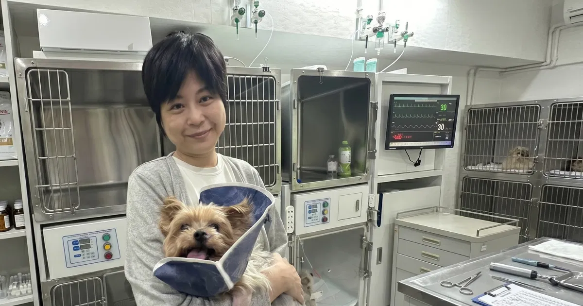 專心寵物醫院_14歲高齡犬靠居家健康監測逃過急性胰臟炎