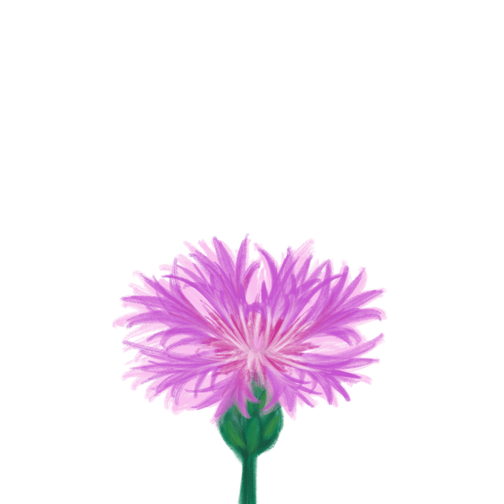 1015香矢車菊_單品.png