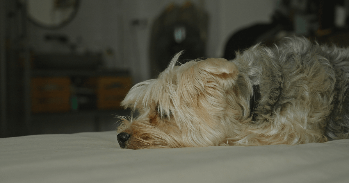 專心寵物醫院_高齡犬靠居家健康監測逃過急性腎衰竭.png
