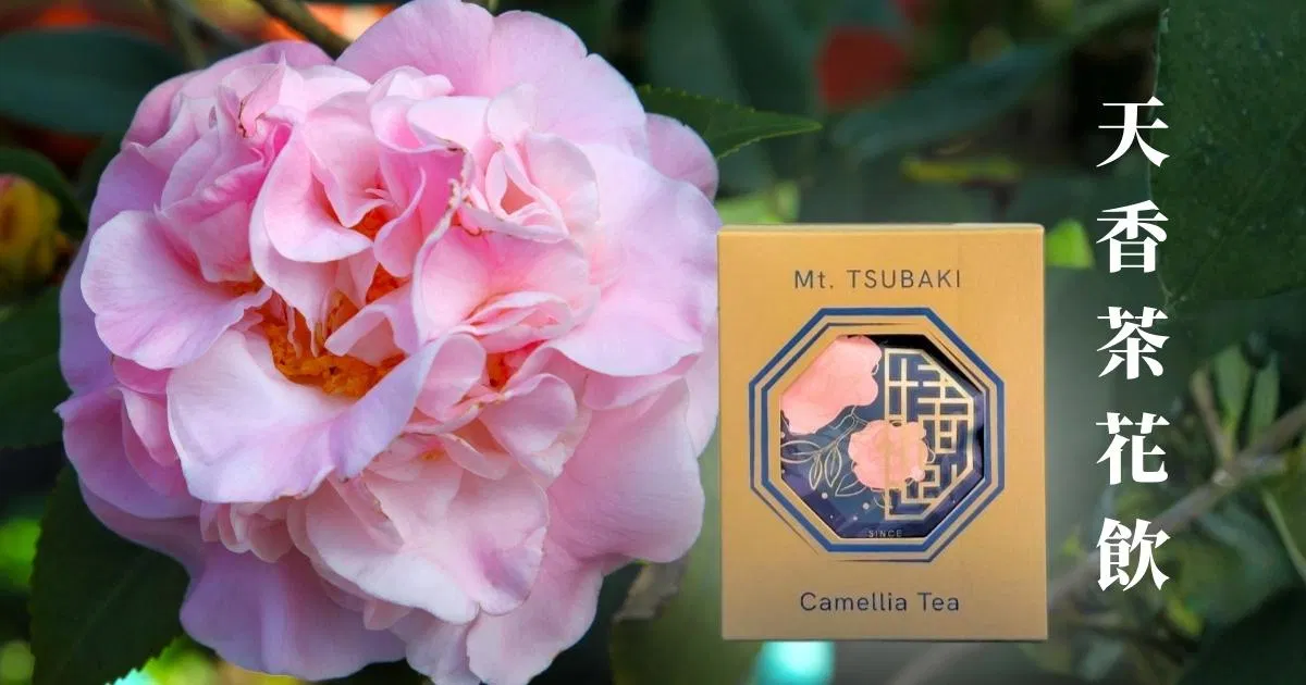 天香茶花飲
