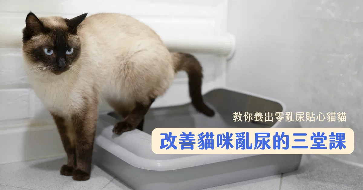 免費課程｜改善貓咪亂尿的三堂課