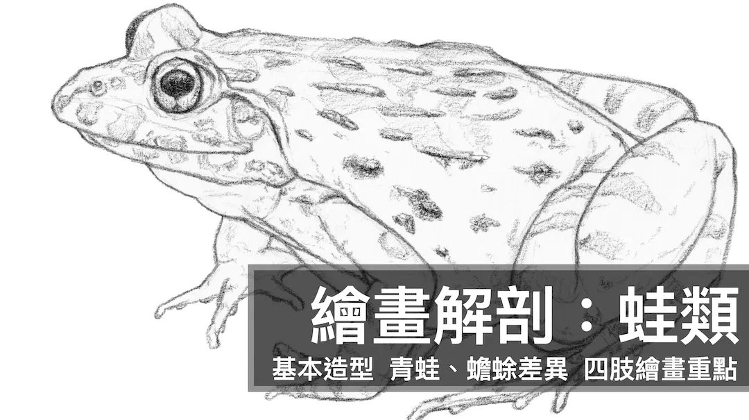 繪畫解剖：蛙類