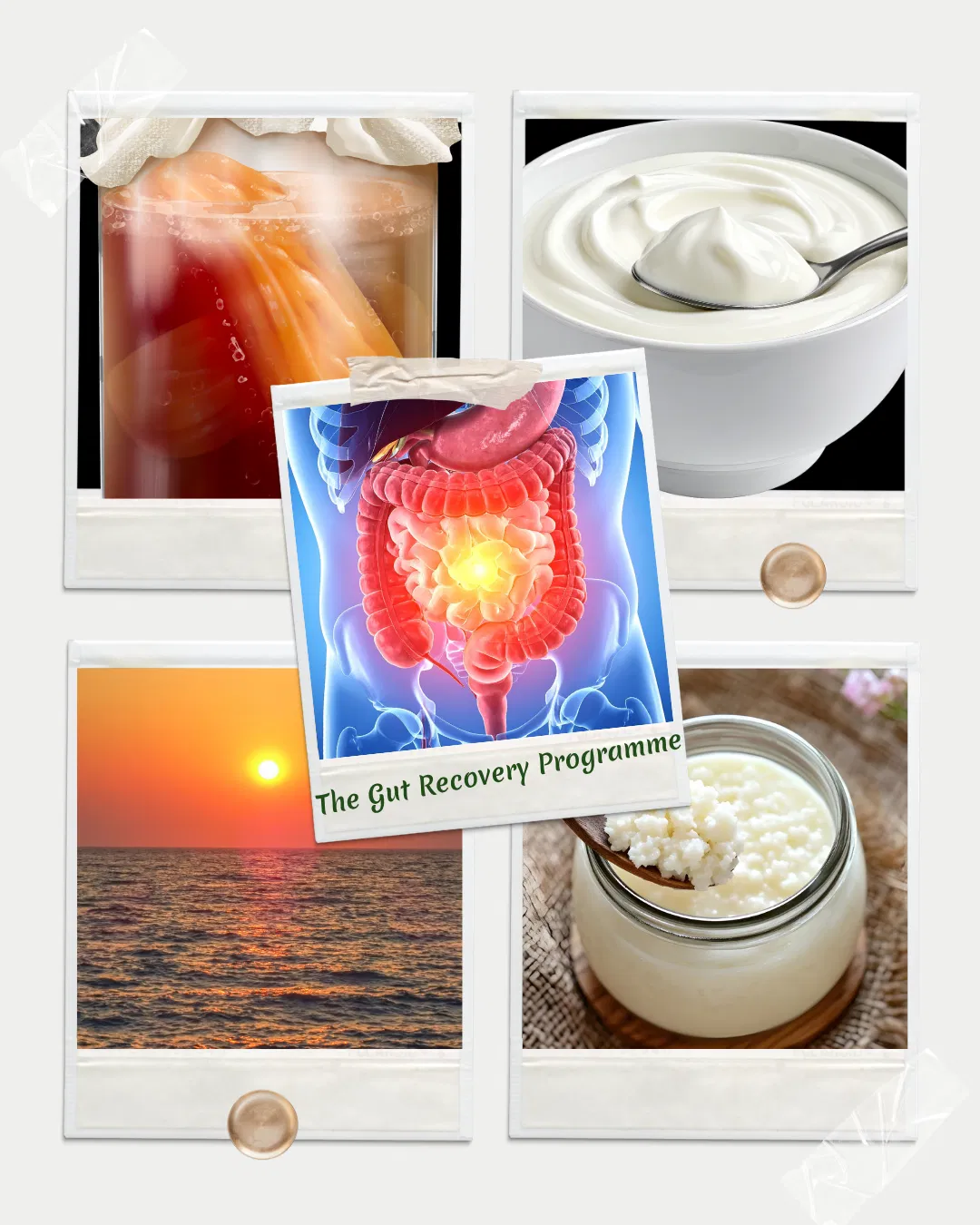 The Gut Recovery Programme - BETA