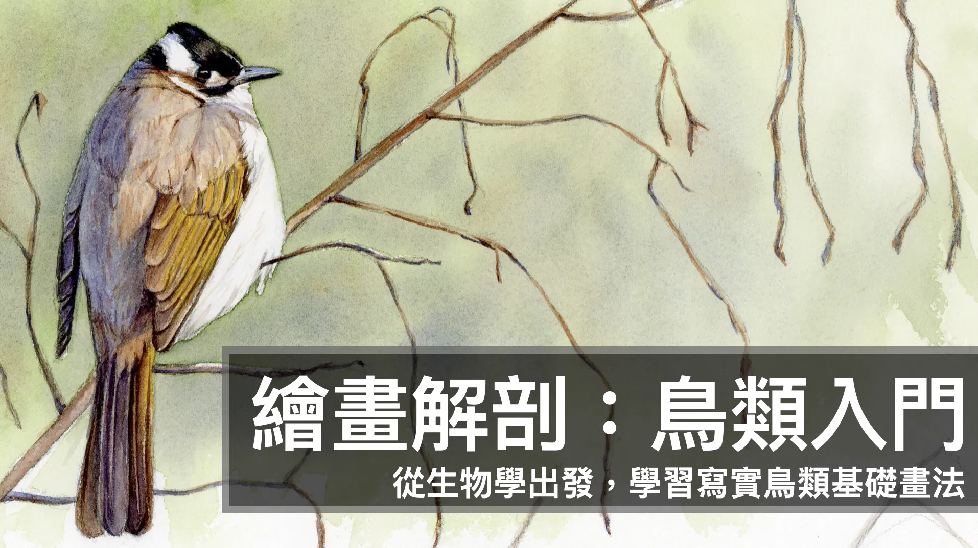 繪畫解剖：鳥類入門