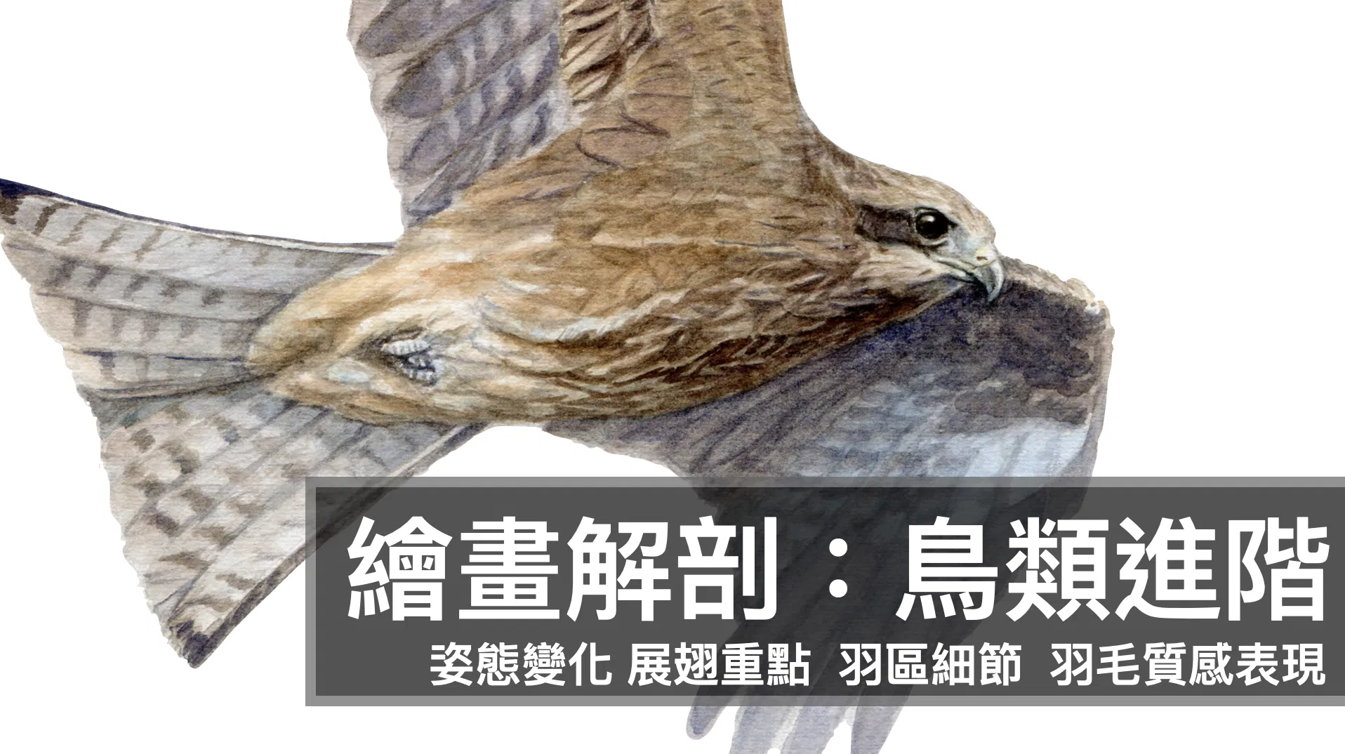 繪畫解剖：鳥類進階