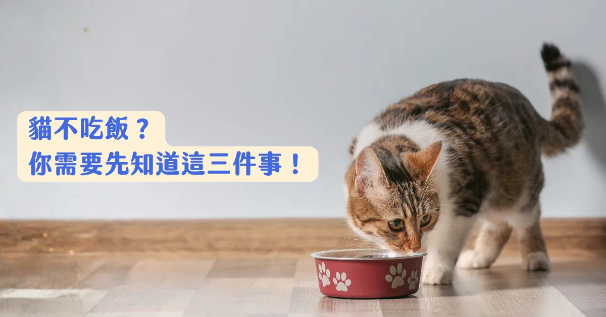 免費課程｜貓不吃飯，你需要先知道這三件事