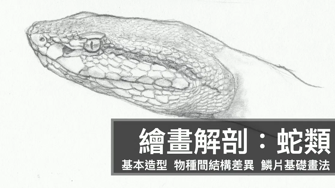 繪畫解剖：蛇類
