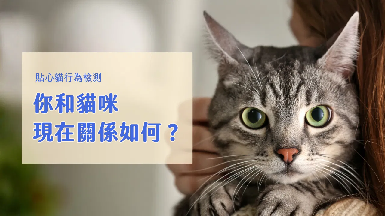 免費線上課程｜三階段貓行為檢測