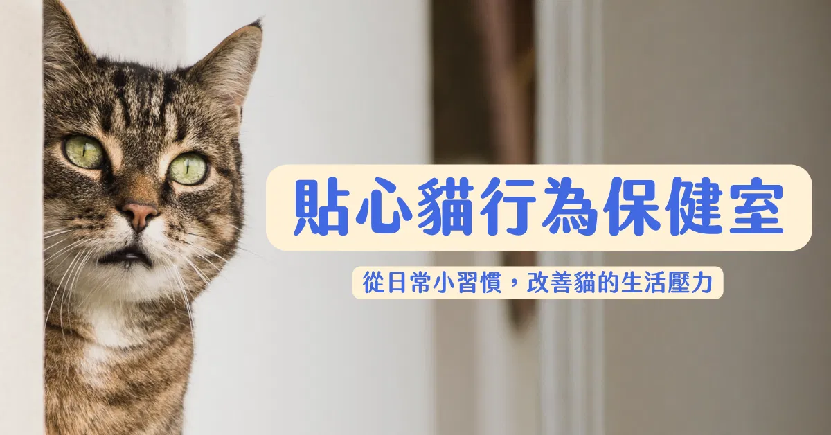 貼心貓行為保健室｜從日常習慣改善貓咪壓力