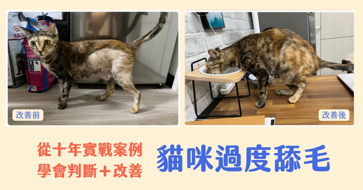 改善貓咪過度舔毛|從禿毛緊繃,到重新放鬆