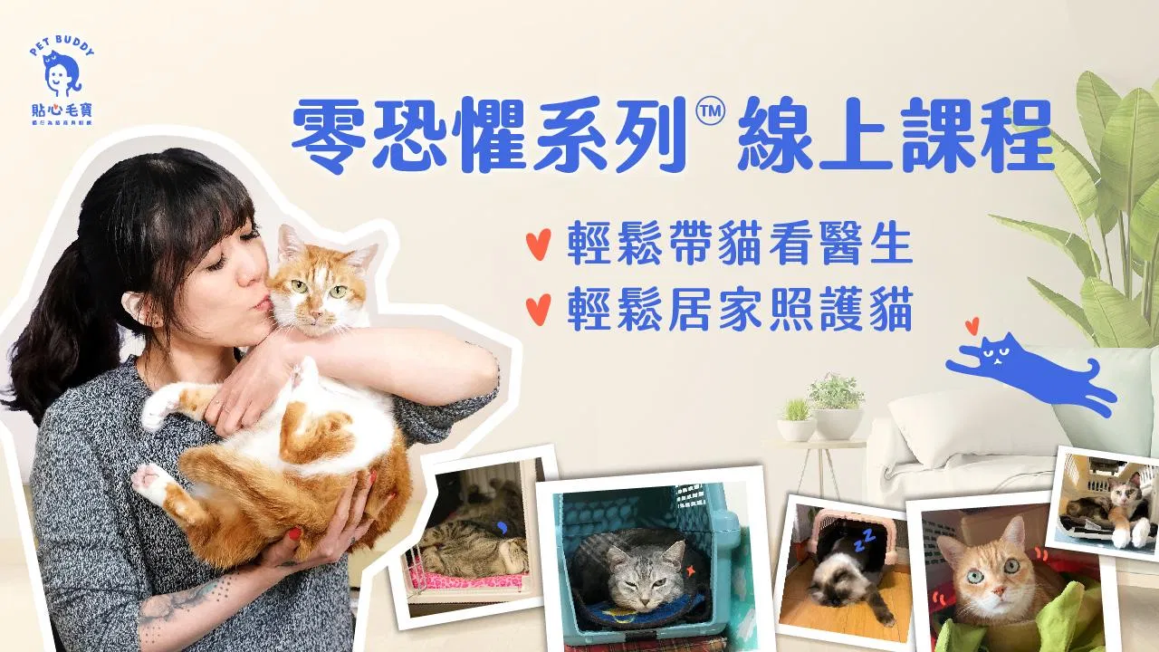 膽小貓親人訓練|貼心毛寶獨創課程|零恐懼親訓™
