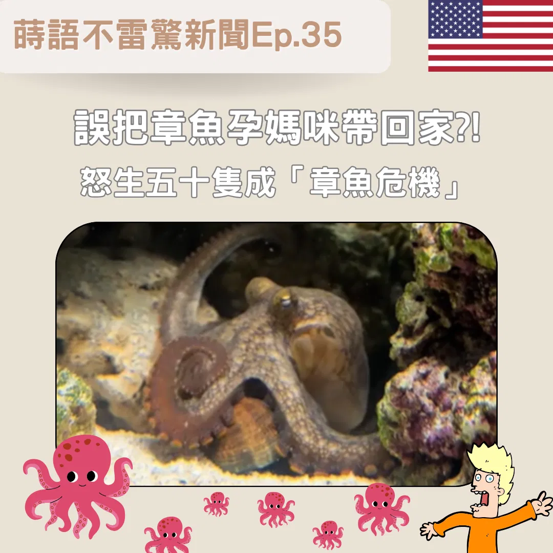 【Ep35】誤把章魚孕媽咪帶回家 怒生五十隻成「章魚危機」