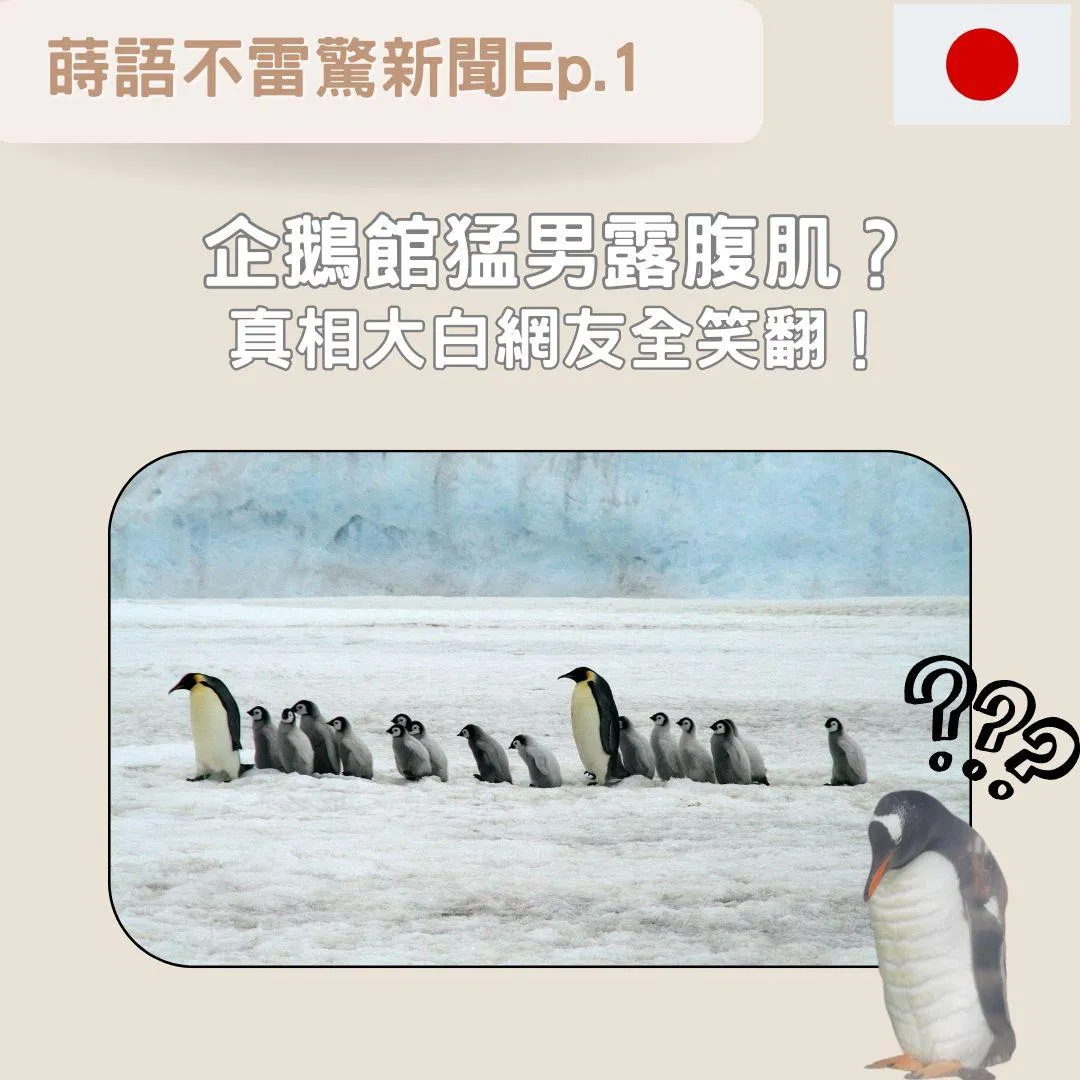 【Ep1】小樽水族館企鵝館猛男露腹肌?   真相大白網友全笑翻!