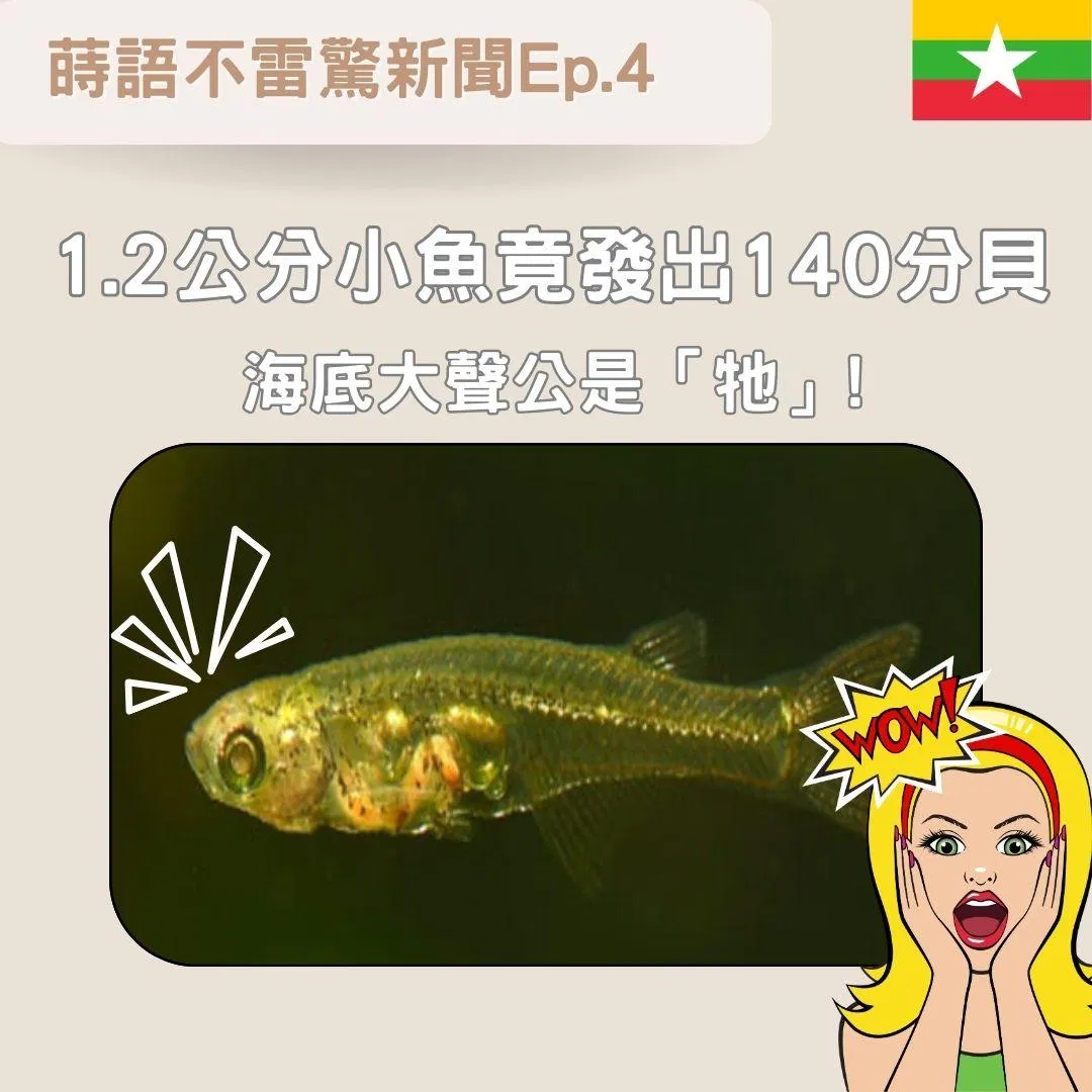 【EP4】1.2公分小魚竟能發出140分貝 海底大聲公是「牠」!