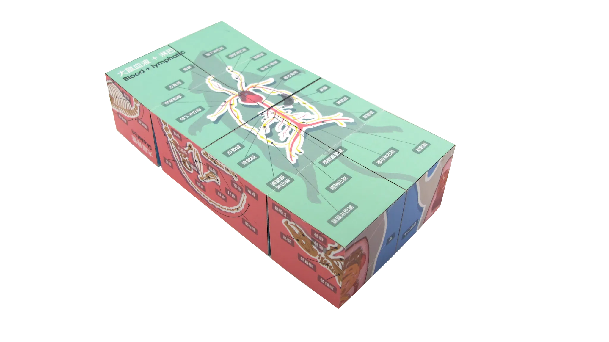 [學習工具] 大鼠解剖方塊 (含運費)