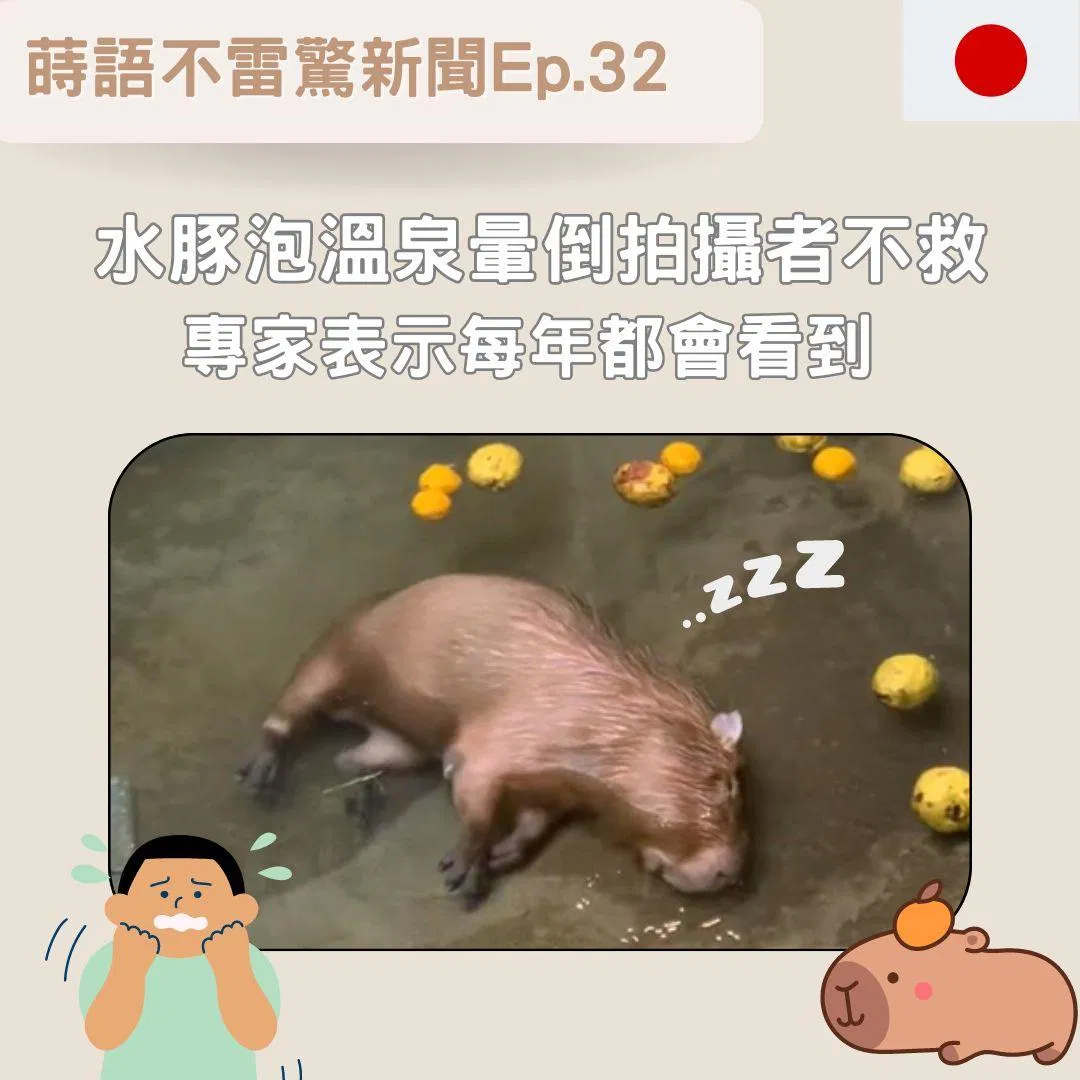 【Ep32】水豚泡溫泉暈倒󠇡拍攝者不󠇡救 專家表示每年都會看到