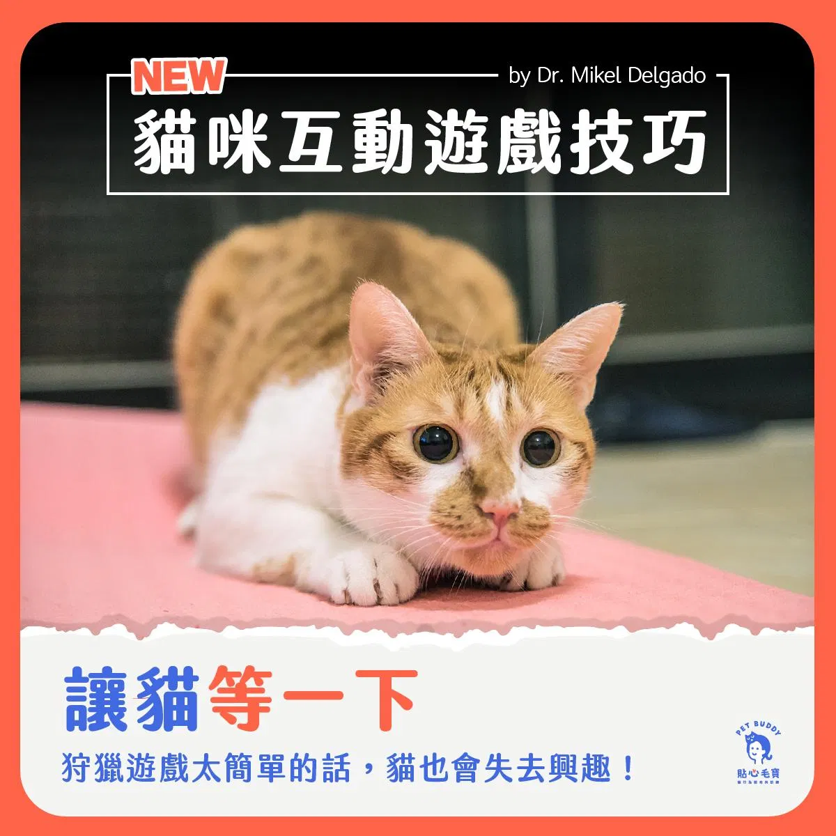 貼心講義｜人貓互動遊戲技巧