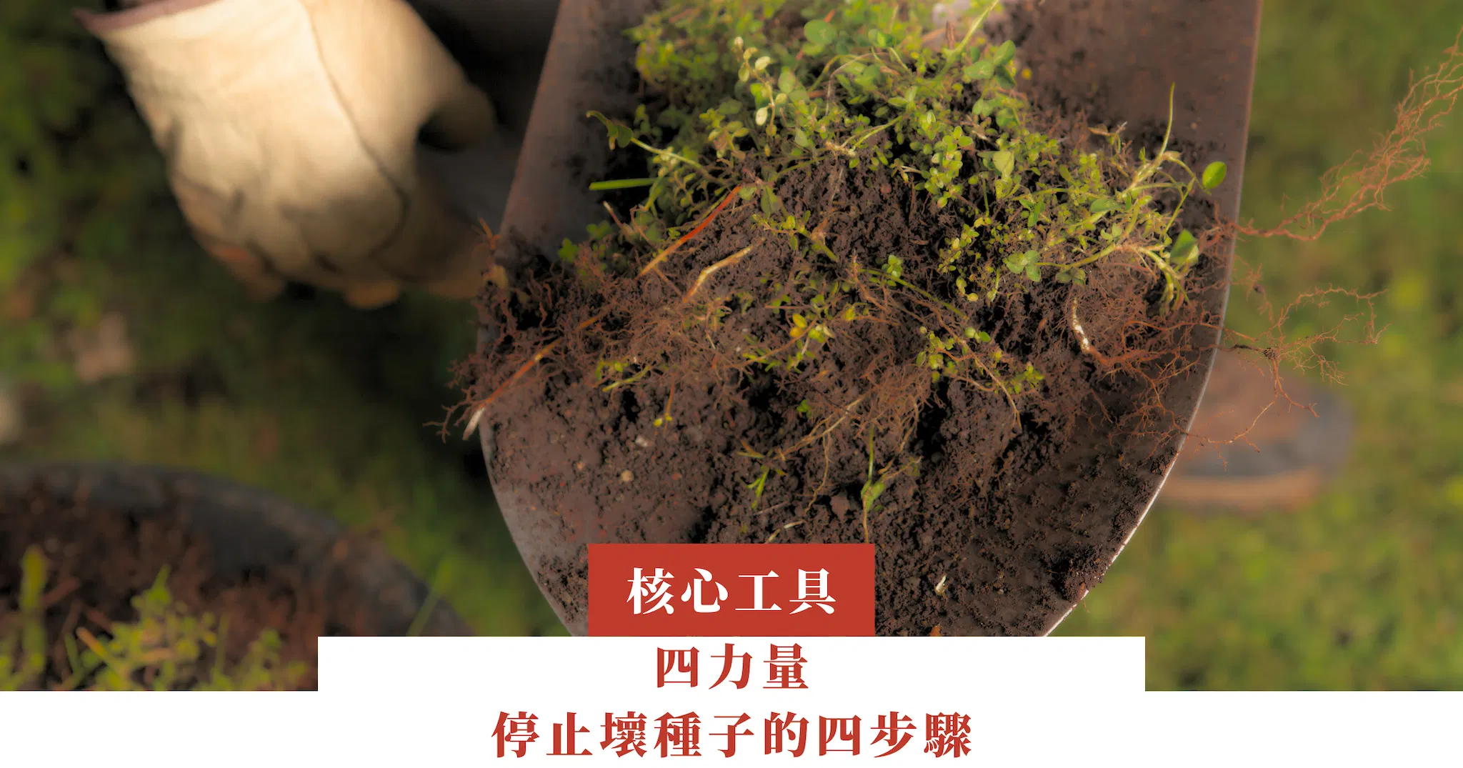 四力量—停止壞種子的四步驟