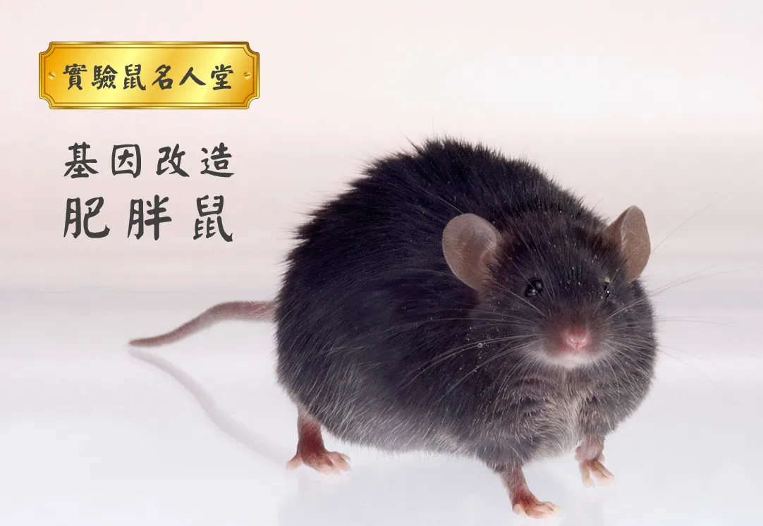 實驗鼠名人堂 – 基因改造肥胖鼠	
