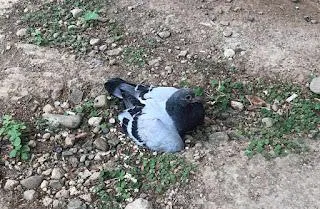 【漂撇一鴿的行走人生 😆】動物溝通課堂小故事