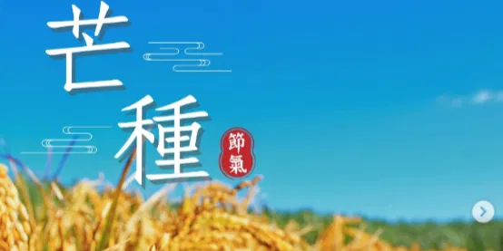 文化百寶箱 | #二十四節氣 — #芒種✨ 一年最忙的時刻，藏著靜養的智慧 ✨