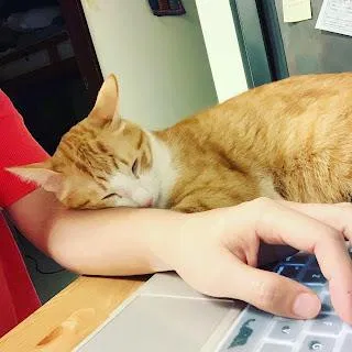 排除動物溝通障礙 （三則小故事）