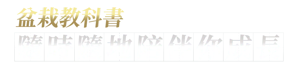 丹尼老師的迷你真柏大解密