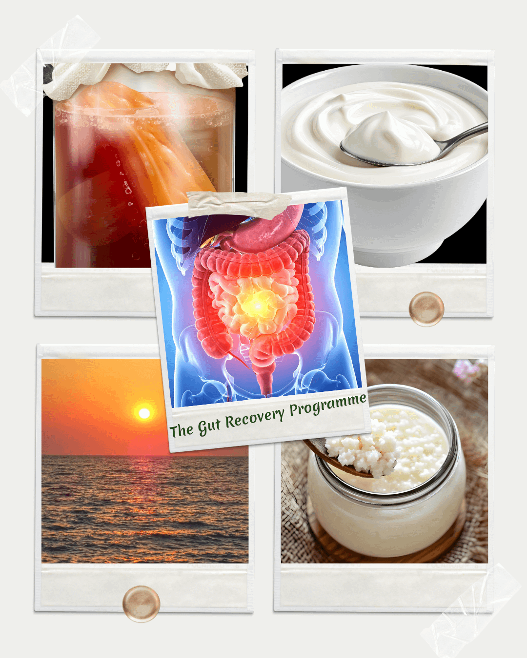 The Gut Recovery Programme - BETA