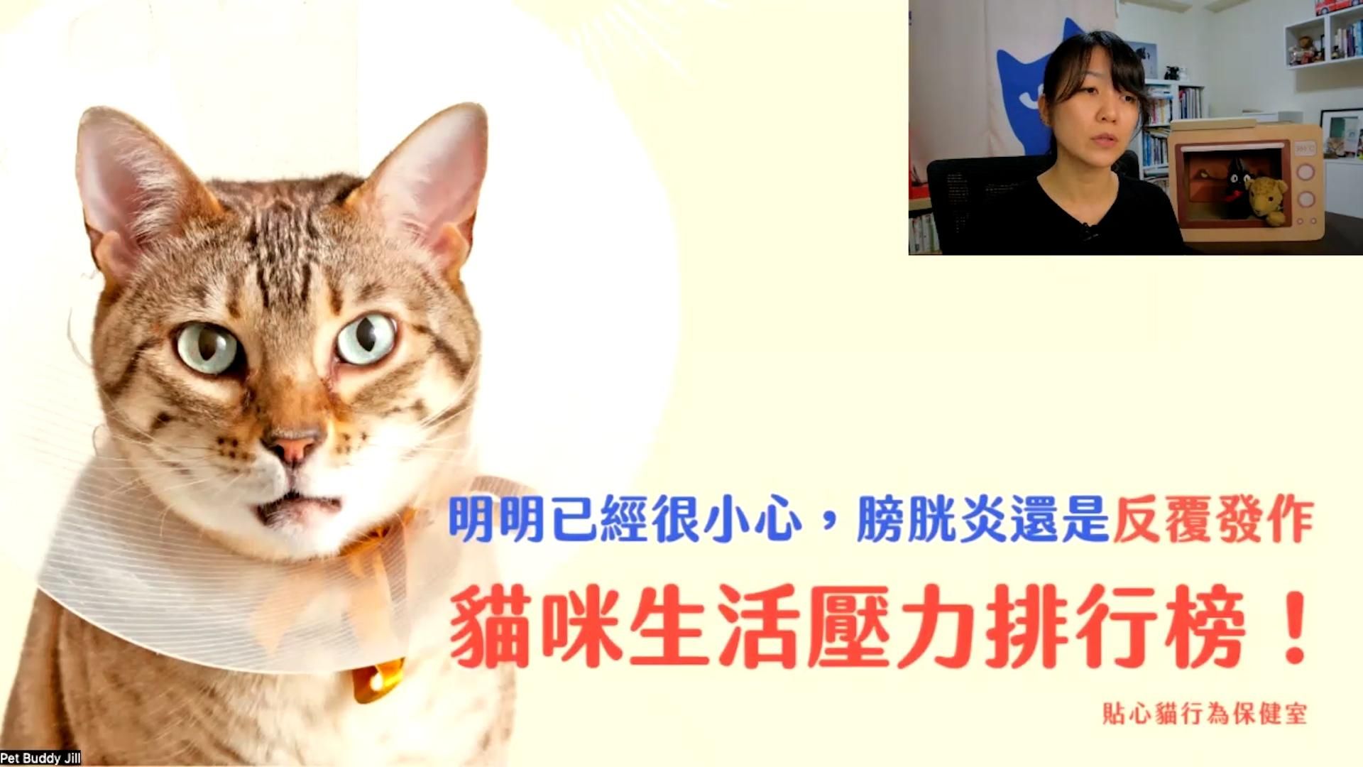 貼心貓行為保健室｜從壓力、挑食到泌尿問題，帶你一次釐清