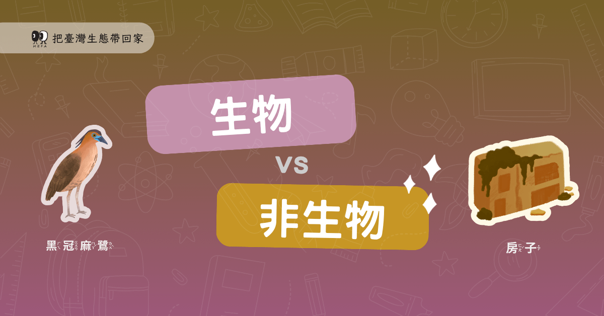 把台灣生態帶回家！孩子分得出烏龜和石頭的差別嗎？