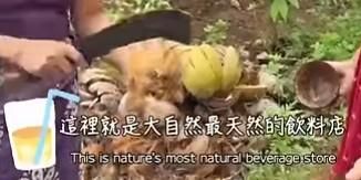 ⚜斯里蘭卡開椰子神技