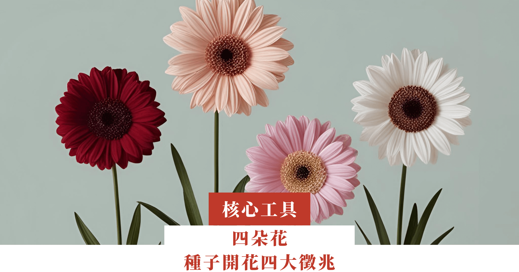 四朵花—種子開花四大徵兆