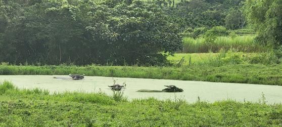 收編浪貓的溝通故事 續集：【牛牛也有他要的天空】