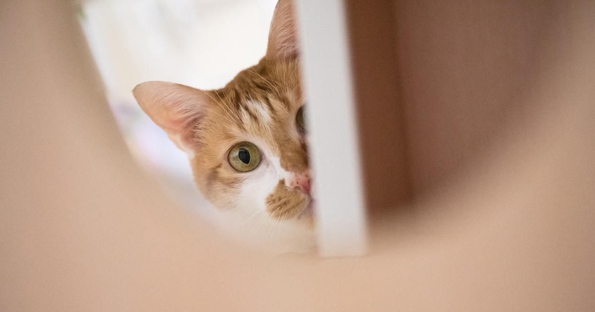 😽 一起養出零壓力貓咪