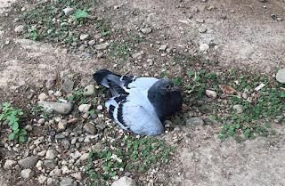 【漂撇一鴿的行走人生 😆】動物溝通課堂小故事