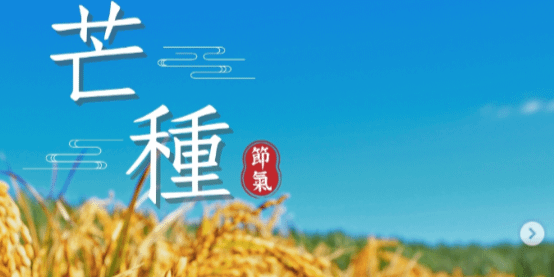 文化百寶箱 | #二十四節氣 — #芒種✨ 一年最忙的時刻，藏著靜養的智慧 ✨