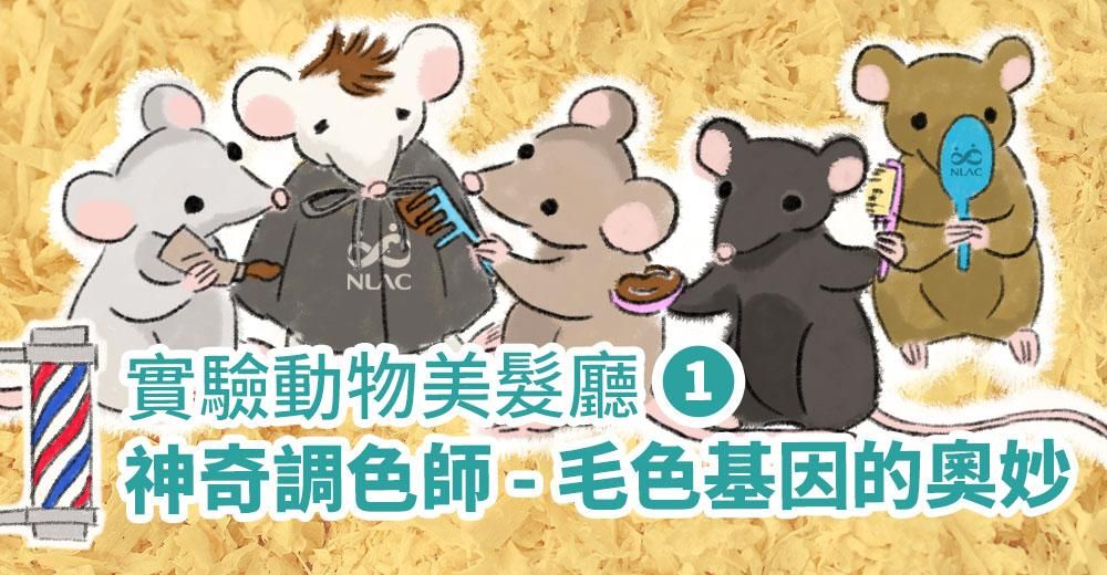 實驗動物美髮廳：神奇調色師 -毛色基因的奧妙