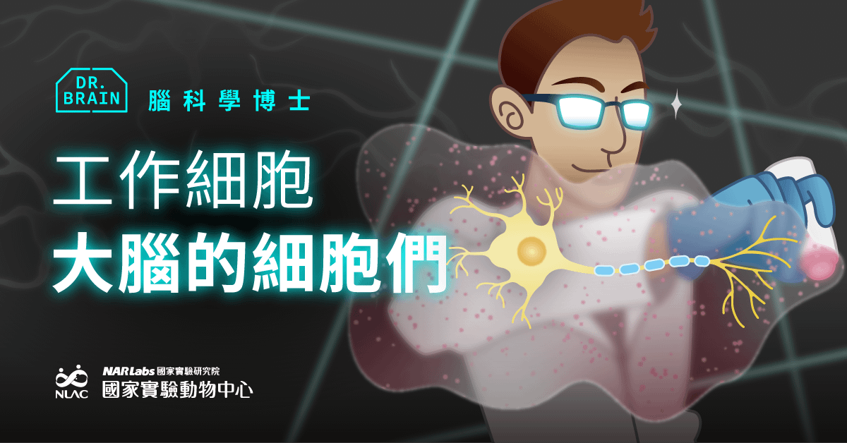 工作細胞：大腦的細胞們